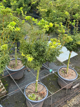 Afbeelding in Gallery-weergave laden, Acer palmatum &#39;Shishigashira&#39; - Japanse esdoorn op stam
