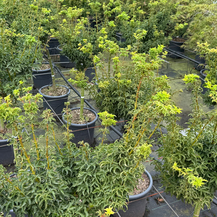 Acer palmatum 'Shishigashira' - Japanse esdoorn op stam