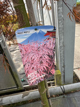Afbeelding in Gallery-weergave laden, Acer palmatum ‘Tamukeyama’ – Japanse esdoorn (Spil of op stam)
