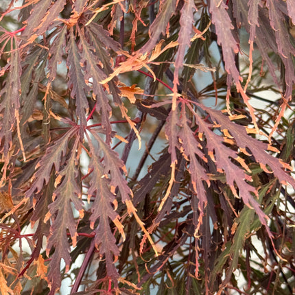 Acer palmatum ‘Tamukeyama’ – Japanse esdoorn (Spil of op stam)