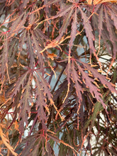 Afbeelding in Gallery-weergave laden, Acer palmatum ‘Tamukeyama’ – Japanse esdoorn (Spil of op stam)
