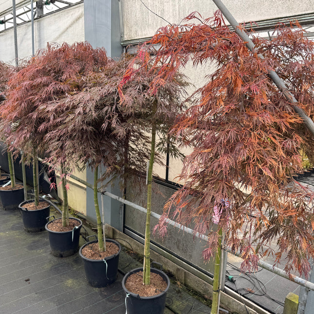 Acer palmatum ‘Tamukeyama’ – Japanse esdoorn (Spil of op stam)