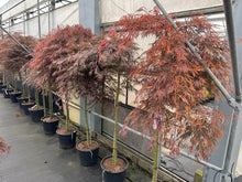Afbeelding in Gallery-weergave laden, Acer palmatum ‘Tamukeyama’ – Japanse esdoorn (Spil of op stam)
