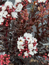 Afbeelding in Gallery-weergave laden, Lagerstroemia indica ‘Coconut Sorbet’ - Indische sering (Struik of op stam)
