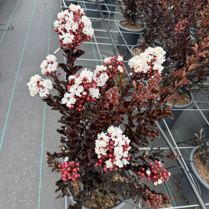 Lagerstroemia indica ‘Coconut Sorbet’ - Indische sering (Struik of op stam)