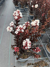 Afbeelding in Gallery-weergave laden, Lagerstroemia indica ‘Coconut Sorbet’ - Indische sering (Struik of op stam)
