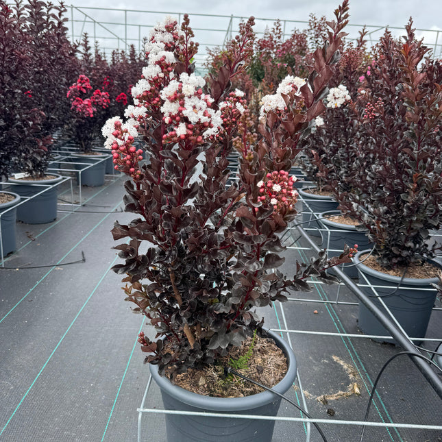 Lagerstroemia indica ‘Coconut Sorbet’ - Indische sering (Struik of op stam)