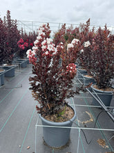 Afbeelding in Gallery-weergave laden, Lagerstroemia indica ‘Coconut Sorbet’ - Indische sering (Struik of op stam)
