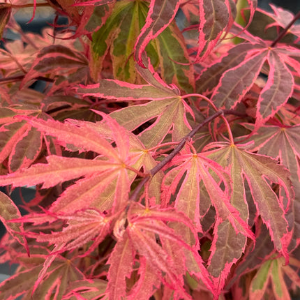 Acer palmatum ‘Shirazz’ – Japanse esdoorn (Struik of op stam)