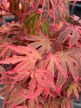 Afbeelding in Gallery-weergave laden, Acer palmatum ‘Shirazz’ – Japanse esdoorn (Struik of op stam)
