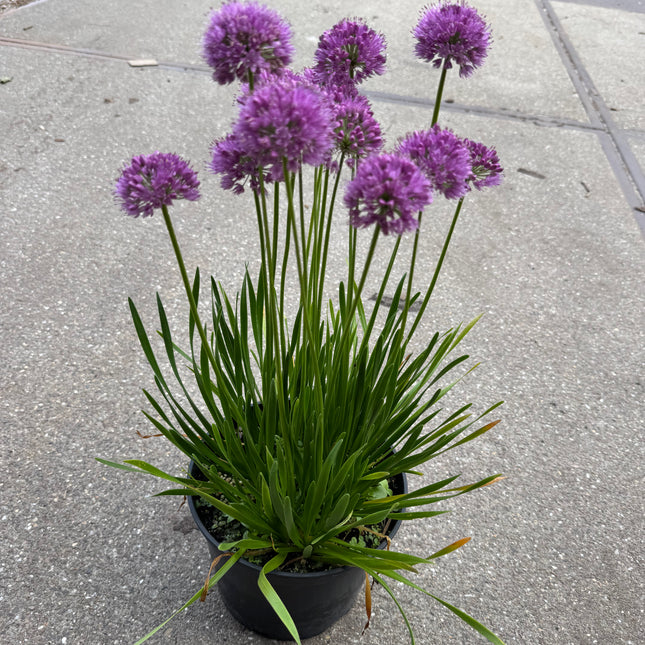 Allium ‘Millenium’ met compacte paarsroze bloemhoofden in een pot 