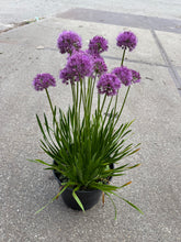 Afbeelding in Gallery-weergave laden, Allium &#39;Millenium&#39; - Sierui
