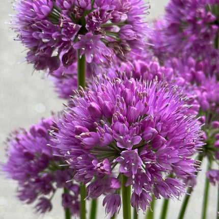 Allium 'Millenium' - Sierui