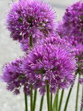 Afbeelding in Gallery-weergave laden, Allium &#39;Millenium&#39; - Sierui
