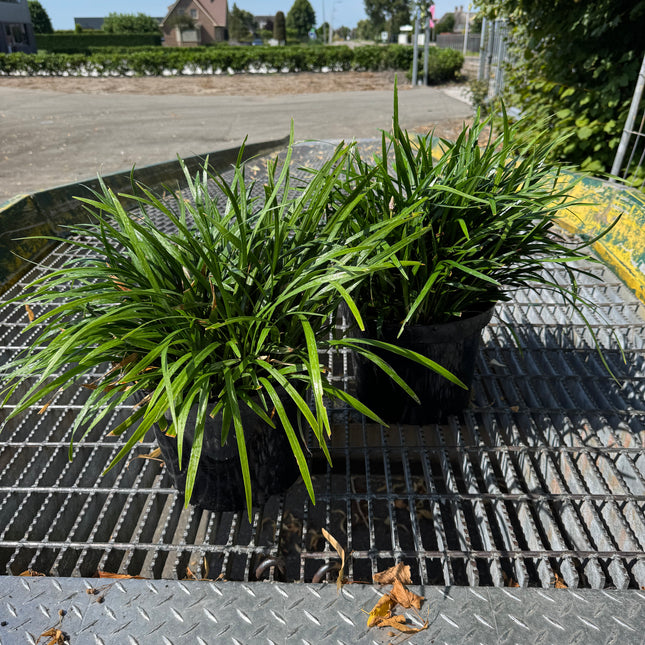 Liriope muscari 'Ingwersen' - Leliegras XXL