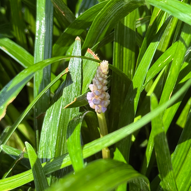 Liriope muscari 'Ingwersen' - Leliegras XXL