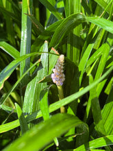 Afbeelding in Gallery-weergave laden, Liriope muscari &#39;Ingwersen&#39; - Leliegras XXL
