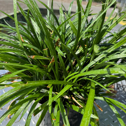 Liriope muscari 'Ingwersen' - Leliegras XXL