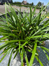 Afbeelding in Gallery-weergave laden, Liriope muscari &#39;Ingwersen&#39; - Leliegras XXL
