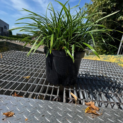Liriope muscari 'Ingwersen' - Leliegras XXL
