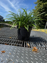 Afbeelding in Gallery-weergave laden, Liriope muscari &#39;Ingwersen&#39; - Leliegras XXL
