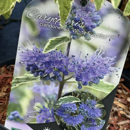 Caryopteris clandonensis ‘White Surprise’ – Blauwbaard
