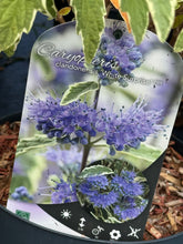 Afbeelding in Gallery-weergave laden, Caryopteris clandonensis ‘White Surprise’ – Blauwbaard
