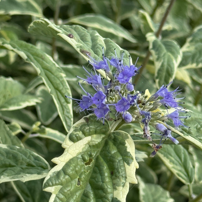 Caryopteris clandonensis ‘White Surprise’ – Blauwbaard