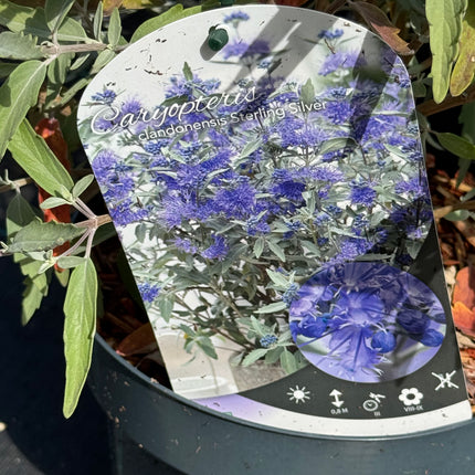 Caryopteris clandonensis ‘Sterling Silver’ – Blauwbaard