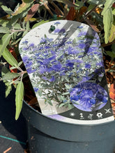 Afbeelding in Gallery-weergave laden, Caryopteris clandonensis ‘Sterling Silver’ – Blauwbaard
