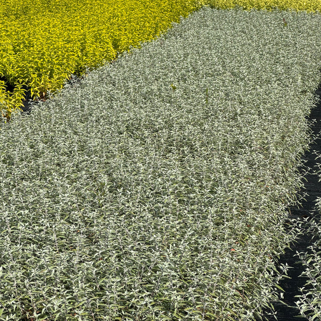 Caryopteris clandonensis ‘Sterling Silver’ – Blauwbaard
