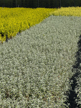Afbeelding in Gallery-weergave laden, Caryopteris clandonensis ‘Sterling Silver’ – Blauwbaard
