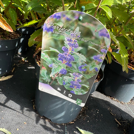 Caryopteris clandonensis ‘Grand Blue’ – Blauwbaard