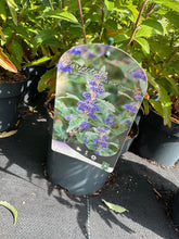 Afbeelding in Gallery-weergave laden, Caryopteris clandonensis ‘Grand Blue’ – Blauwbaard

