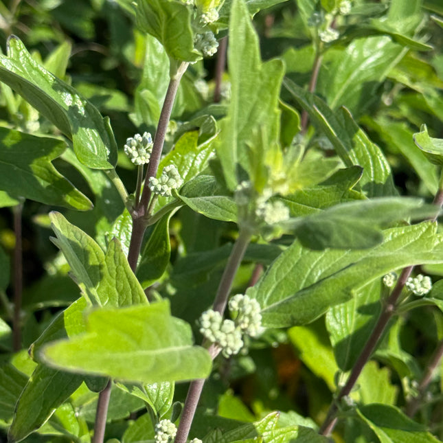 Caryopteris clandonensis ‘Grand Blue’ – Blauwbaard