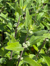 Afbeelding in Gallery-weergave laden, Caryopteris clandonensis ‘Grand Blue’ – Blauwbaard
