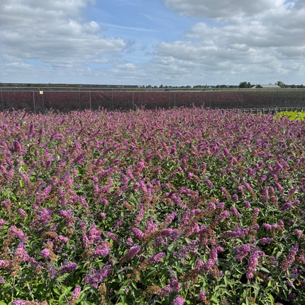 Buddleja weyeriana 'Flower Power' - Vlinderstruik