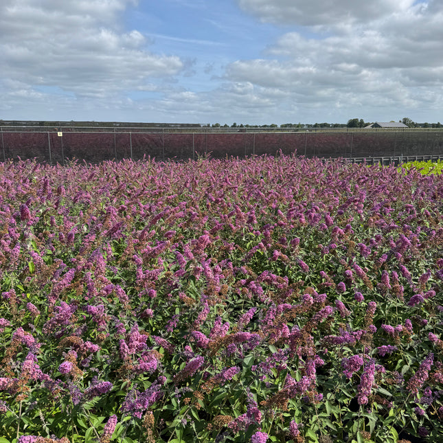 Buddleja weyeriana 'Flower Power' - Vlinderstruik