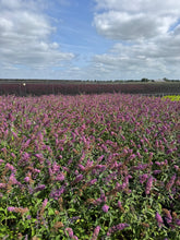 Afbeelding in Gallery-weergave laden, Buddleja weyeriana &#39;Flower Power&#39; - Vlinderstruik
