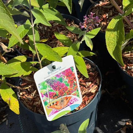 Buddleja weyeriana 'Flower Power' - Vlinderstruik
