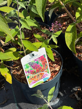 Afbeelding in Gallery-weergave laden, Buddleja weyeriana &#39;Flower Power&#39; - Vlinderstruik
