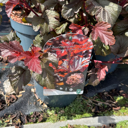 Physocarpus opulifolius 'Lady in Red' - Blaasspirea