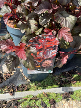 Afbeelding in Gallery-weergave laden, Physocarpus opulifolius &#39;Lady in Red&#39; - Blaasspirea
