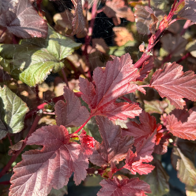 Physocarpus opulifolius 'Lady in Red' - Blaasspirea