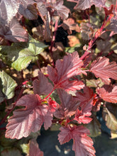 Afbeelding in Gallery-weergave laden, Physocarpus opulifolius &#39;Lady in Red&#39; - Blaasspirea
