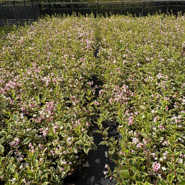 Weigela 'Nana Variegata' - Sierheester