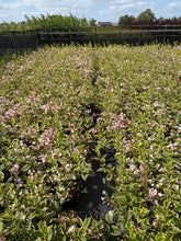 Afbeelding in Gallery-weergave laden, Weigela &#39;Nana Variegata&#39; - Sierheester
