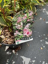 Afbeelding in Gallery-weergave laden, Weigela &#39;Nana Variegata&#39; - Sierheester
