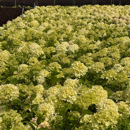Hydrangea paniculata 'Little Lime' - Compacte Pluimhortensia