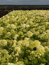 Afbeelding in Gallery-weergave laden, Hydrangea paniculata &#39;Little Lime&#39; - Compacte Pluimhortensia

